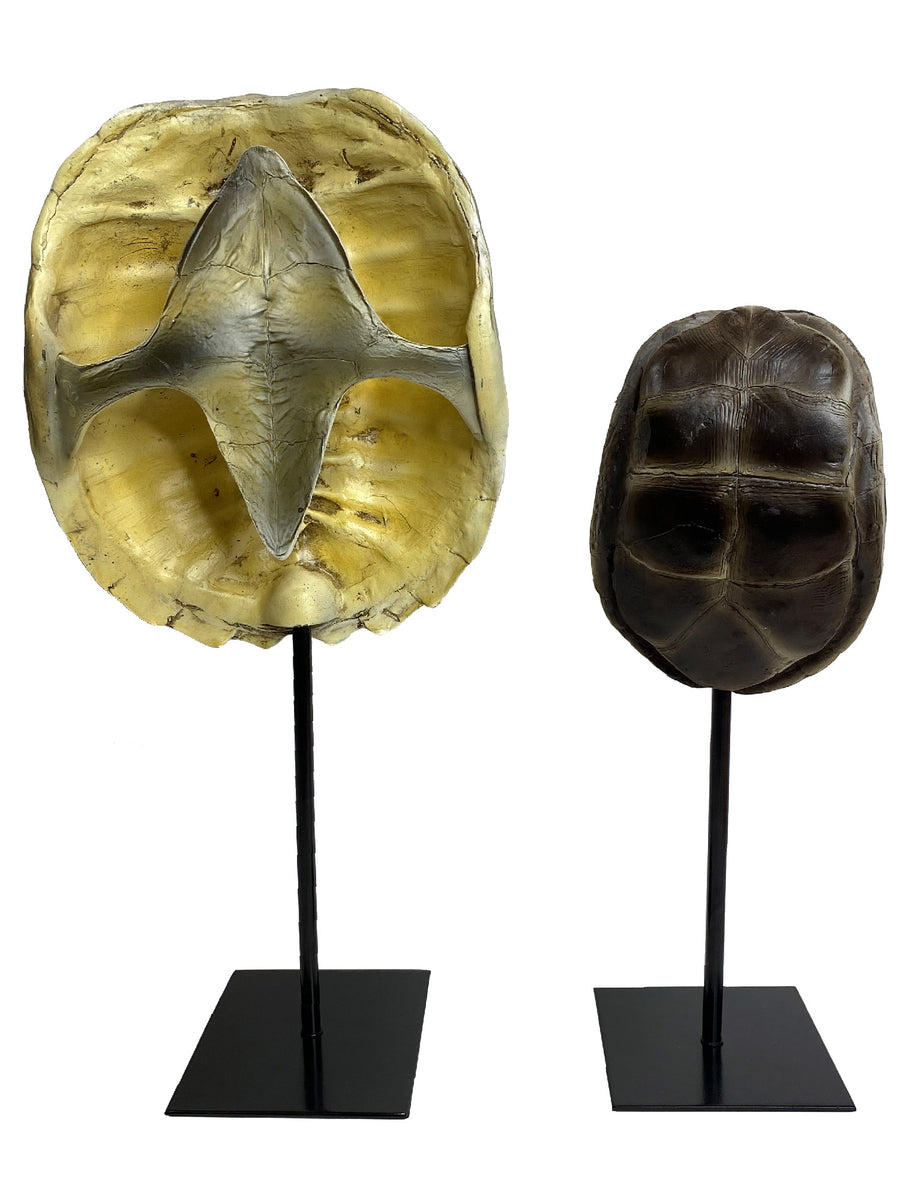 Turtle & Tortoise Shell Ornaments